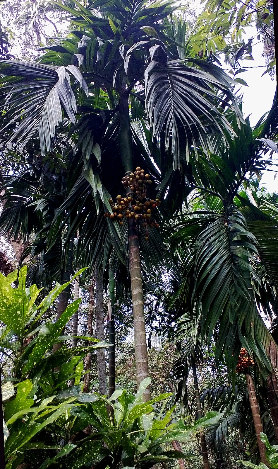 Spice Plantations of Ponda: Goa’s Aromatic Heartland